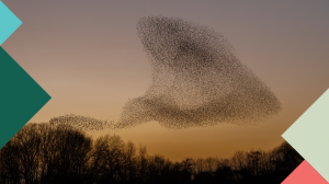 Murmuration of starlings