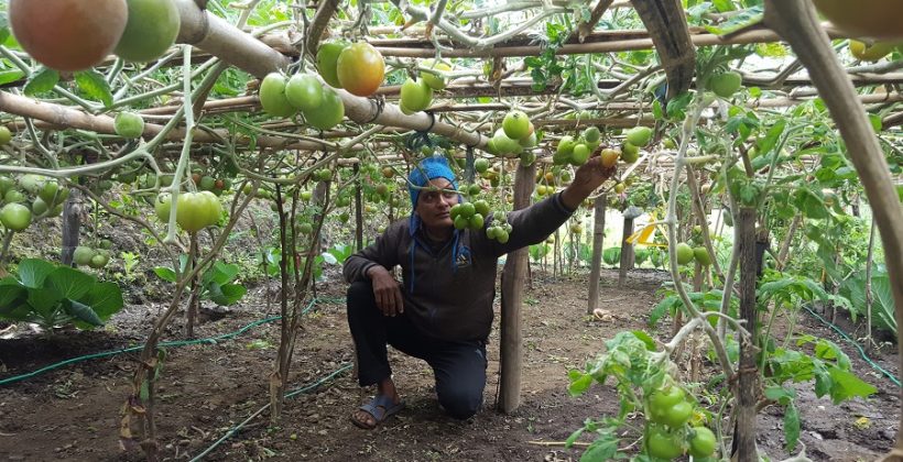 man looking at fruit in a vineyard