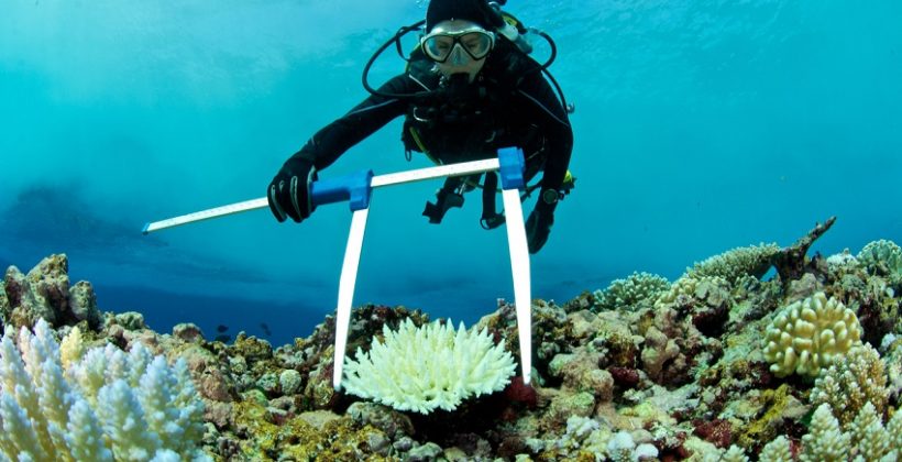 scientist measuring bleached coral