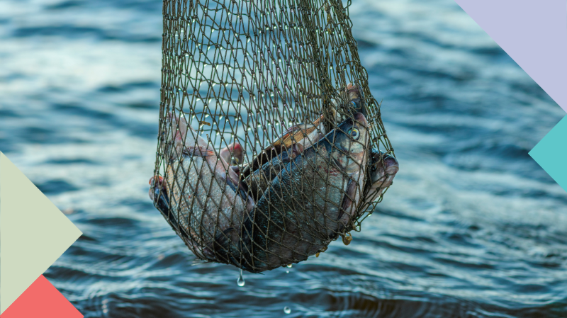 photo of a fishing net containing a handful of fish being drawn out of the ocean.
